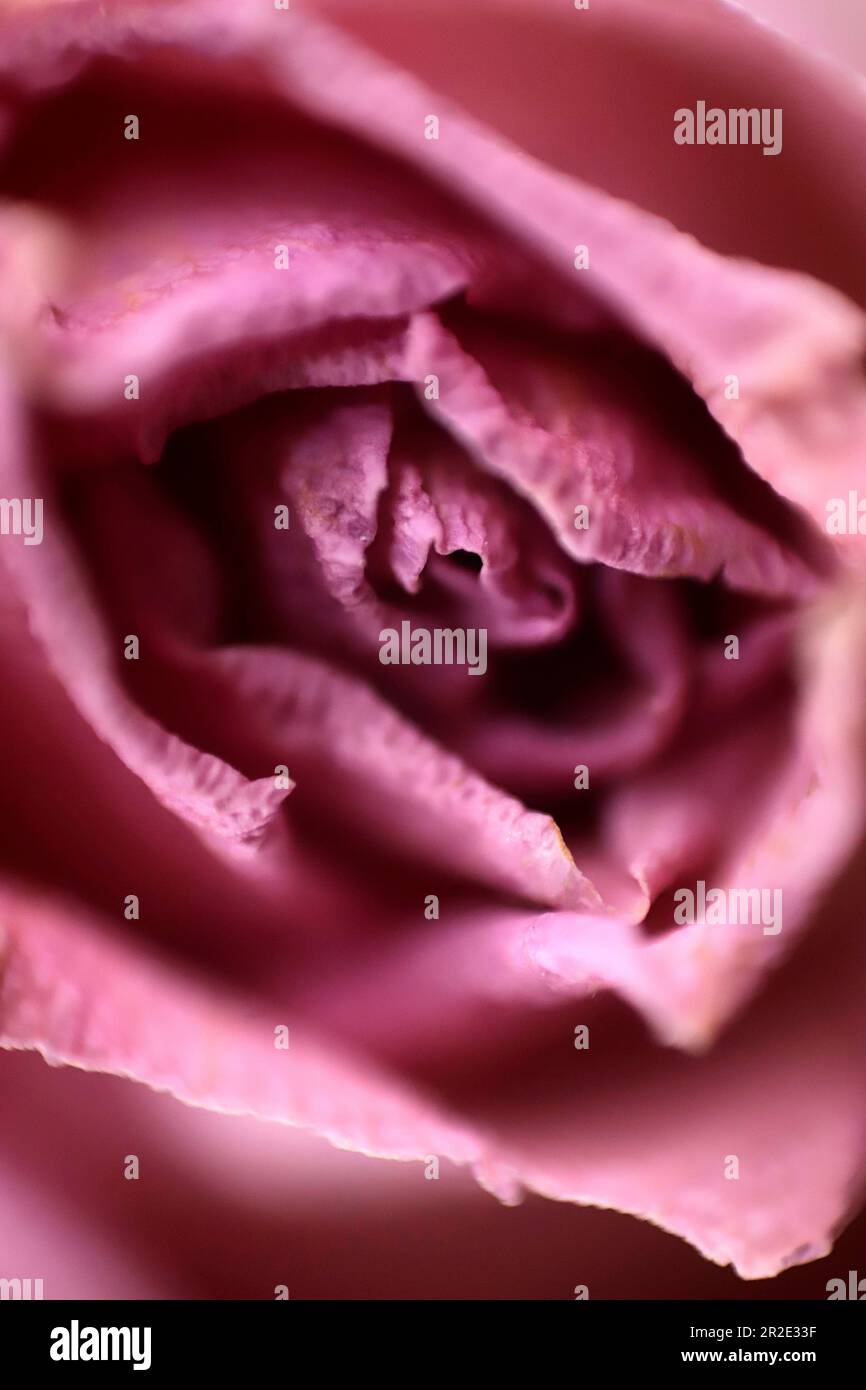 macro di petali di rosa appassita Foto Stock