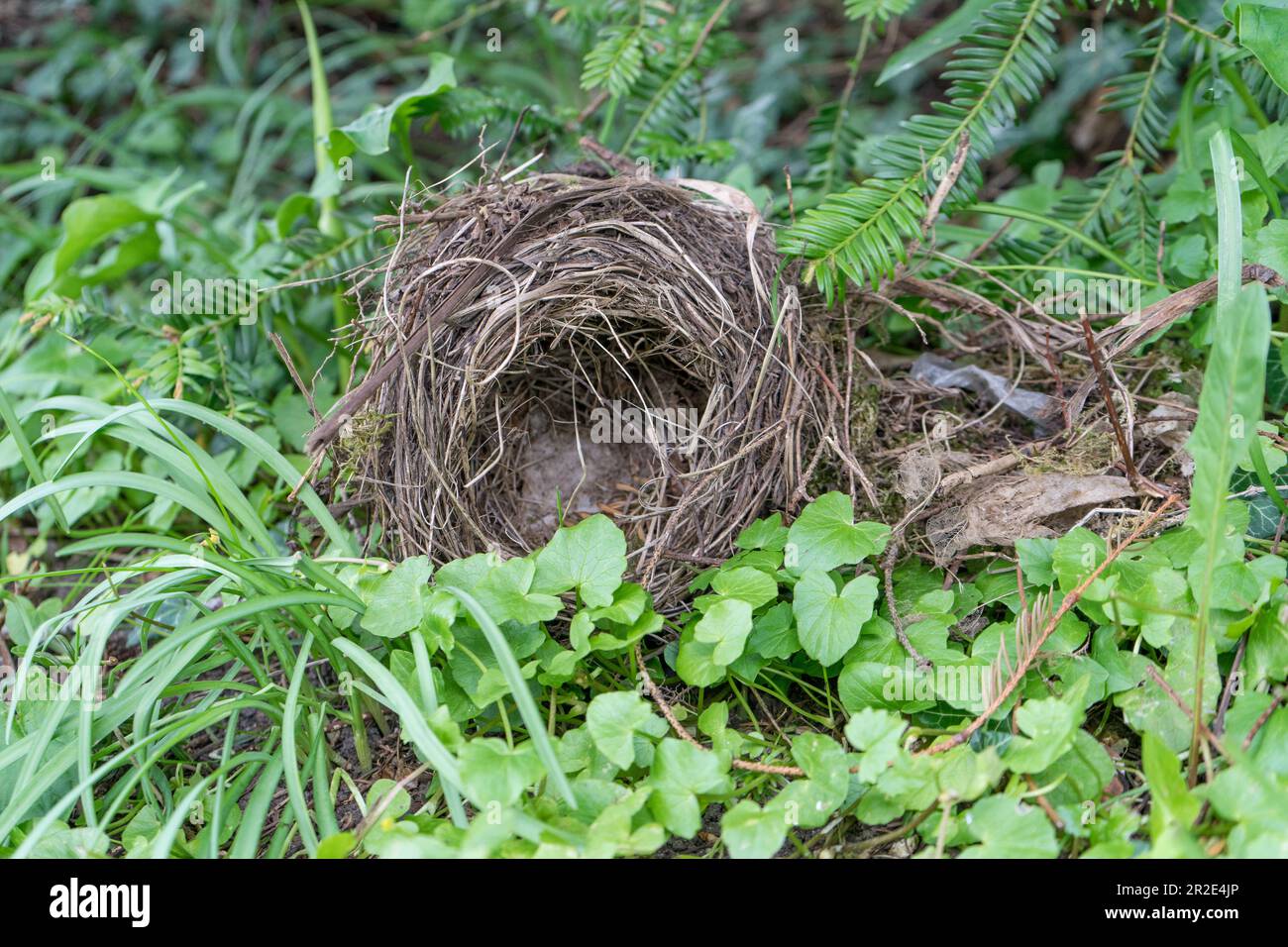Nido di uccello vuoto sul pavimento della foresta Foto Stock