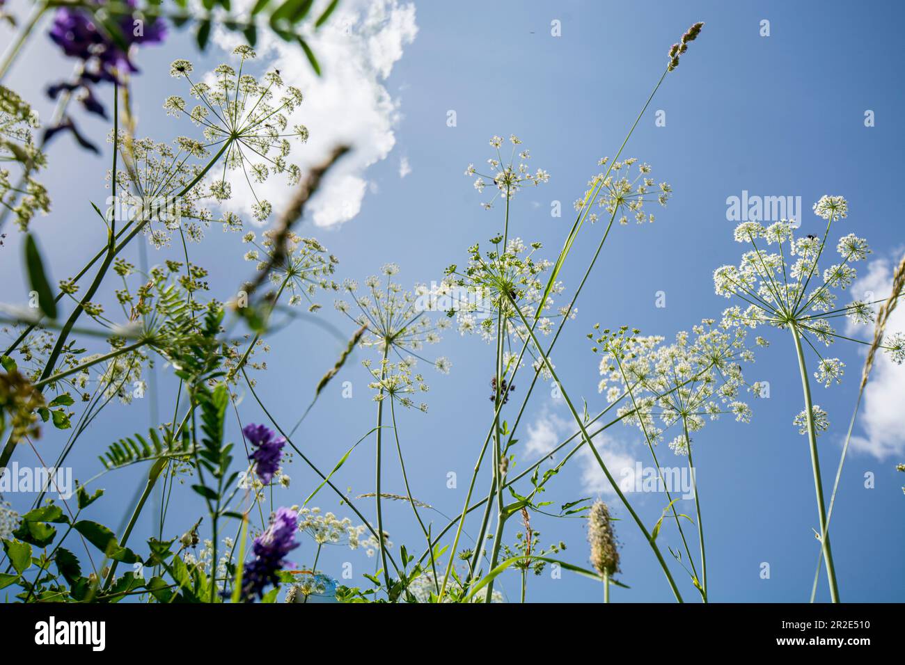 guardando in alto attraverso l'erba lunga e fiori prato al cielo Foto Stock