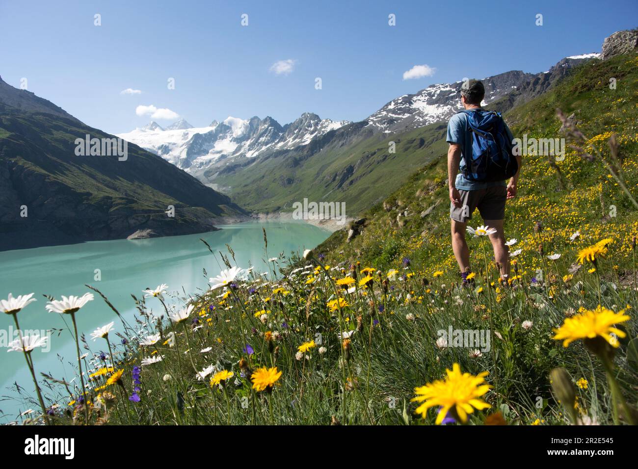 Fiori alpini estivi e camminatori lungo le rive del lago artificiale di Moiry con montagne sullo sfondo, Grimentz, Svizzera. Foto Stock