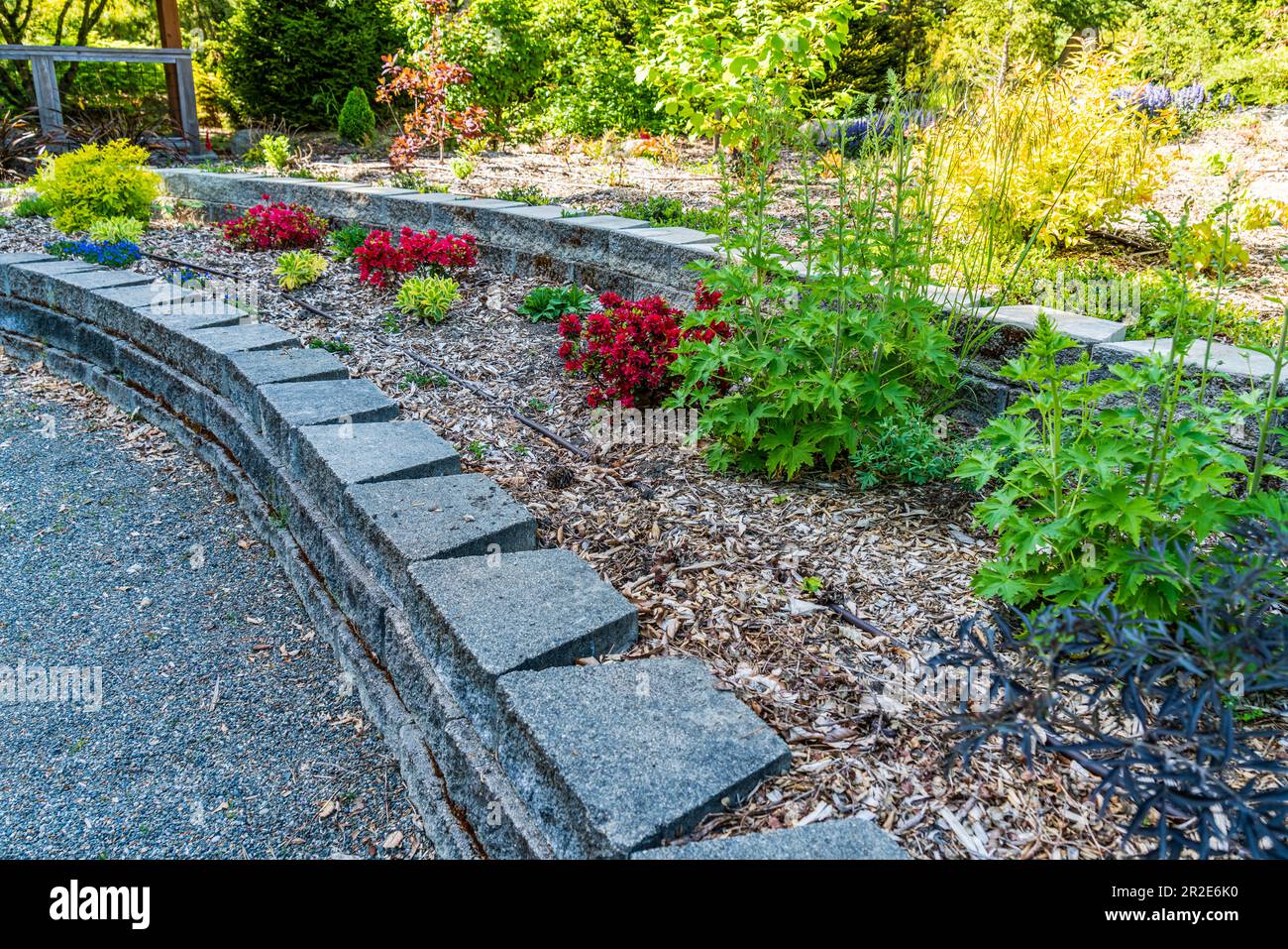 Un giardino fiorito a South Seattle, Washington. Foto Stock
