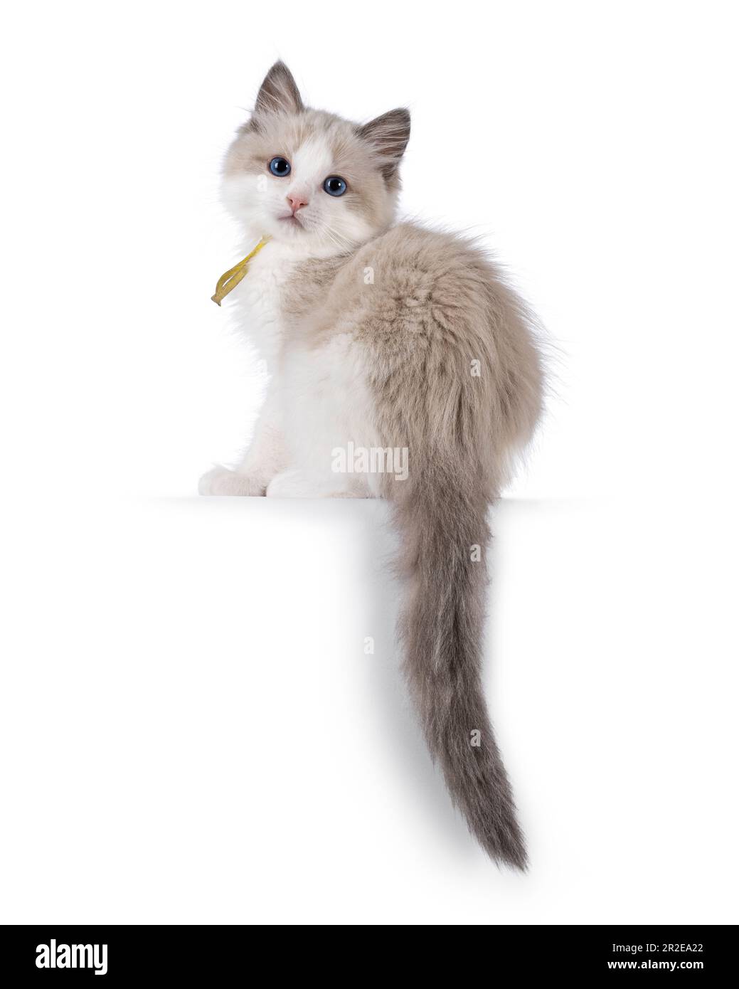 Adorabile gattino di gatto Ragdoll bicolore blu, seduto in modo laterale su un bordo con la coda che pende giù. Guardando verso la fotocamera con occhi blu. Isolato su un wh Foto Stock