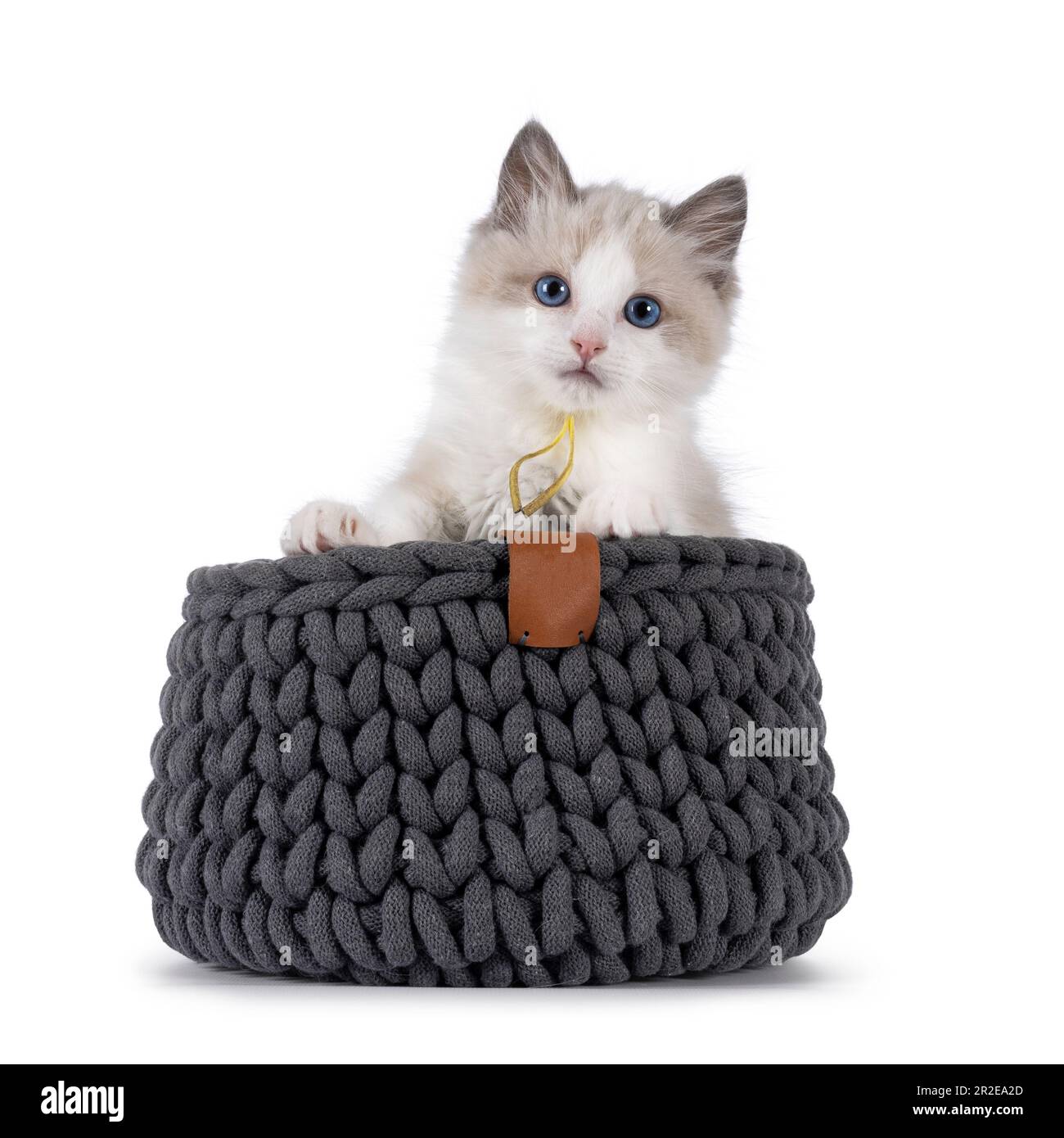 Adorabile gattino Ragdoll bicolore blu, seduto in canestro grigio a maglia. Guardando verso la fotocamera con occhi blu. Isolato su sfondo bianco. Foto Stock