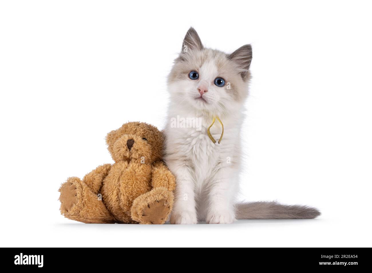 Adorabile gattino bicolore blu Ragdoll gatto, seduto accanto all'orso bruno di peluche. Guardando verso la fotocamera con occhi blu. Isolato su sfondo bianco. Foto Stock