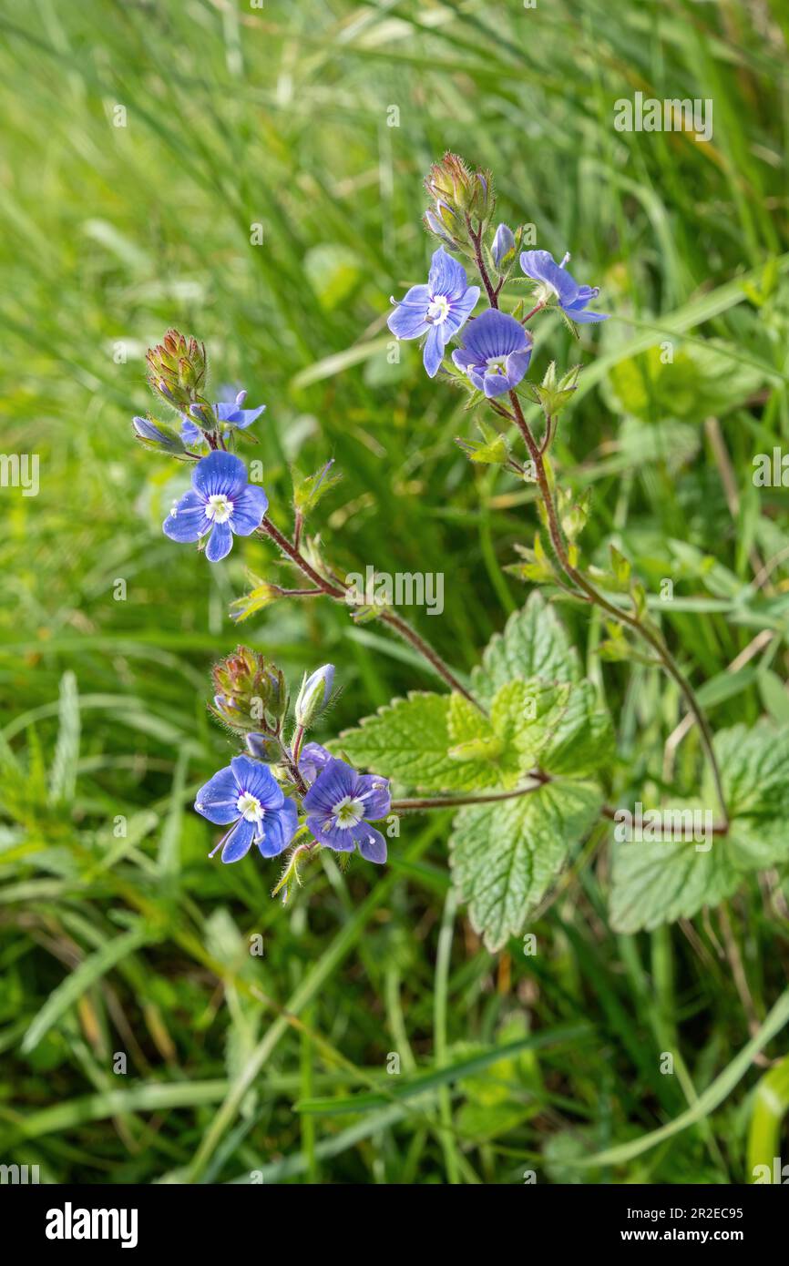 Gerlander speedwell (Veronica chamaedrys), chiamato anche Bird's-eye speedwell, o occhi di gatto, fiori selvatici blu nel mese di maggio, Surrey, Inghilterra, Regno Unito Foto Stock