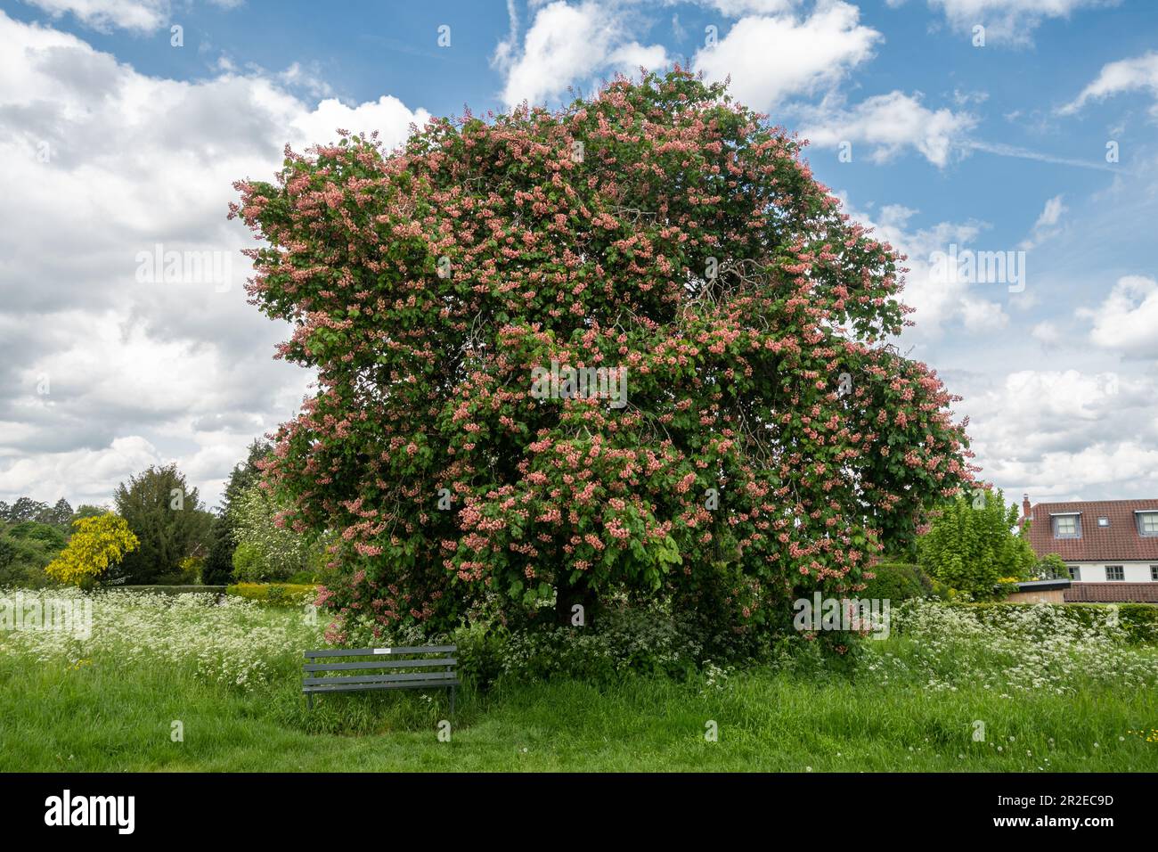 Cavallo rosso Chestnut Tree (Aesculus carnea, Aesculus X carnea, un fertile specie ibrida) con colore rosso o rosa fiori durante il mese di maggio, a fioritura primaverile, REGNO UNITO Foto Stock