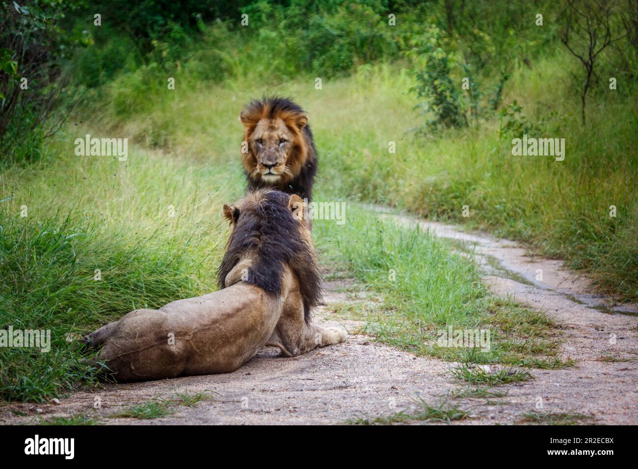 Due leoni africani si legano maschi nel Parco Nazionale di Kruger, Sudafrica; famiglia Felidae Panthera leo di specie Foto Stock