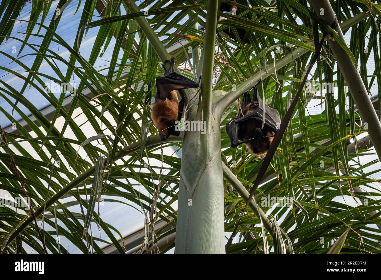 Due volpi volanti malgasci appese alla palma. Foto Stock