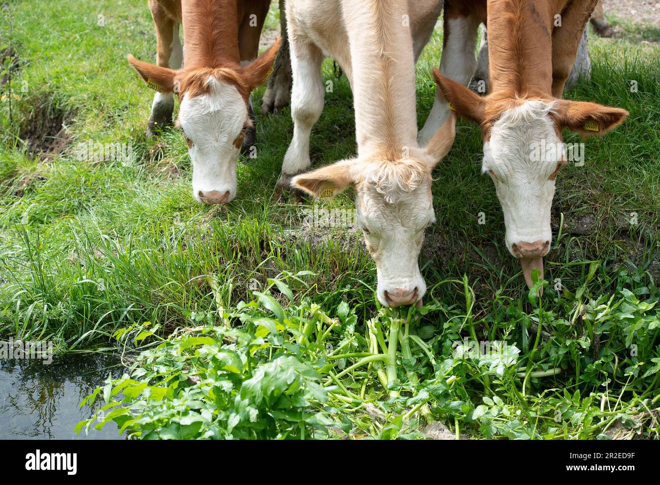 Dorney, Buckinghamshire, Regno Unito. 19th maggio, 2023. I bovini stavano pascolando su erbacce che crescono nel ruscello di Roundmoor Ditch vicino a Dorney Common in un pomeriggio caldo. Il comune di Dorney è stato usato per pascolare il bestiame per oltre mille anni. Credit: Maureen McLean/Alamy Live News Foto Stock