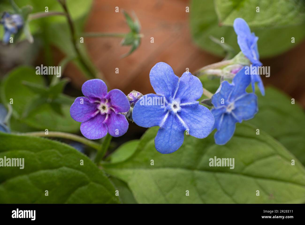 omfalodi verna, la navelwort strisciante o la maria dagli occhi blu nei dettagli. 💚🤍💙 Foto Stock