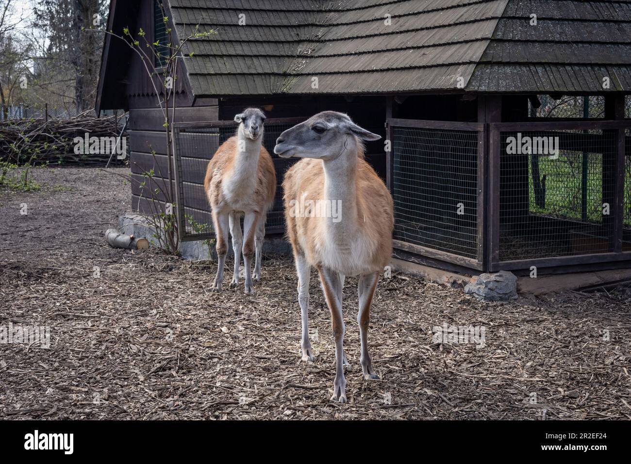 Due guanacos di fronte ad una stalla di legno. Foto Stock