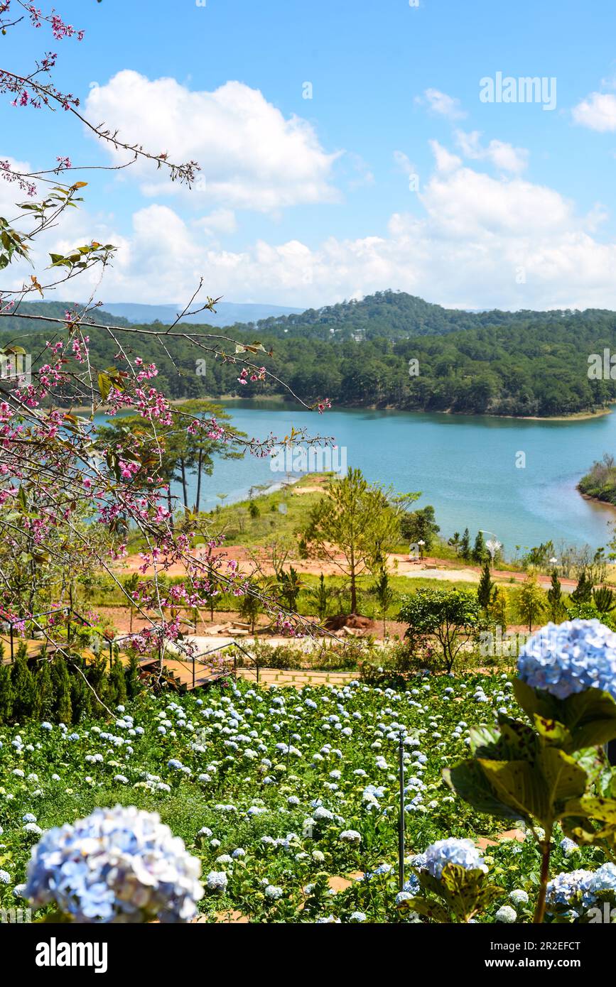 Campo di lavanda con cespugli freschi contro il lago e le montagne in Vietnam da Lat Foto Stock