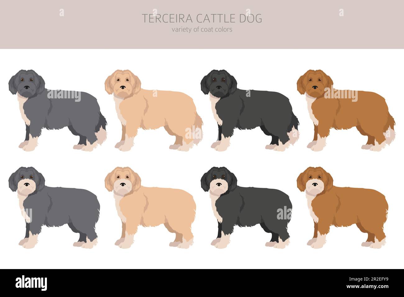 Cerceira animale caglio cane. Pose diverse, colori del cappotto impostati. Illustrazione vettoriale Illustrazione Vettoriale