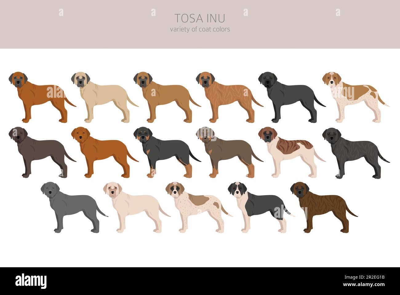 Tosa Inu clipart. Pose diverse, colori del cappotto impostati. Illustrazione vettoriale Illustrazione Vettoriale