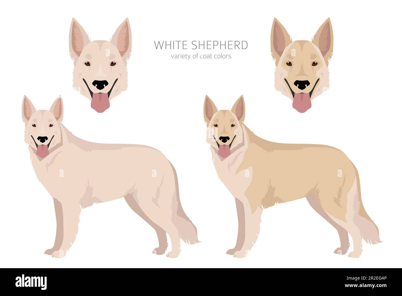 Clipart Pastore bianco. Set di tutti i colori del mantello. Infografica sulle caratteristiche di tutte le razze di cani. Illustrazione vettoriale Illustrazione Vettoriale