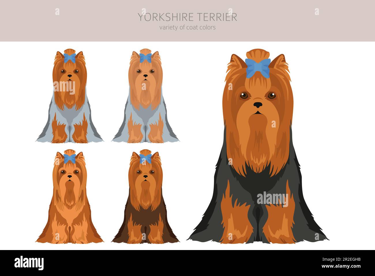 La scogliera dello Yorkshire Terrier. Pose diverse, set di colori del mantello. Illustrazione vettoriale Illustrazione Vettoriale