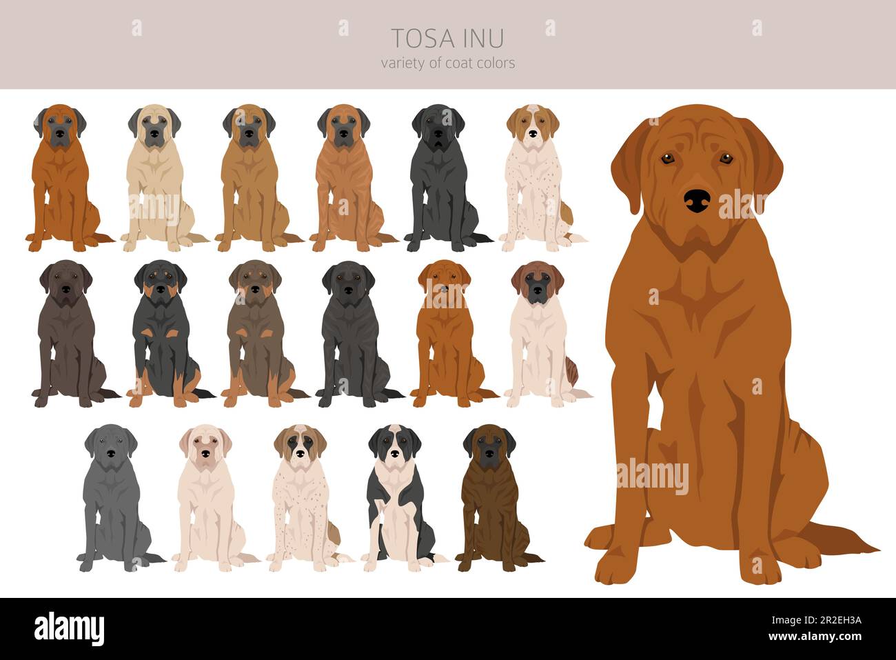 Tosa Inu clipart. Pose diverse, colori del cappotto impostati. Illustrazione vettoriale Illustrazione Vettoriale