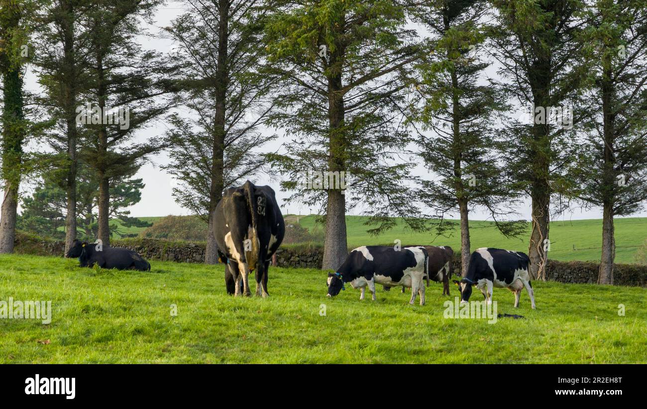 Una mandria di mucche pascolano su un prato verde di un campo agricolo in Irlanda. Animali al pascolo libero, fattoria biologica. Mandria di mucche che pascolano su un prato verde i Foto Stock
