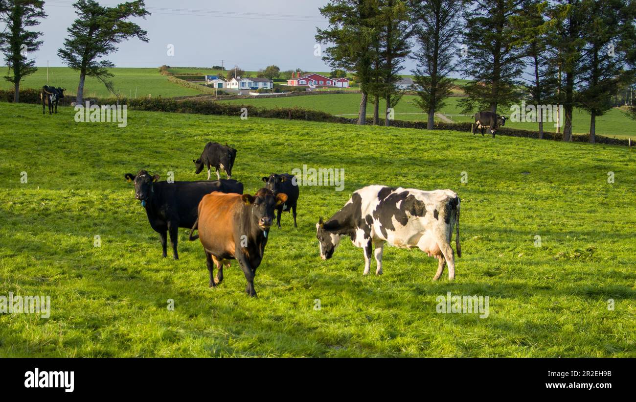 Una mandria di mucche pascolano su un prato verde di un campo agricolo in Irlanda. Animali al pascolo libero, fattoria biologica. Mandria di mucche che pascolano su un prato verde i Foto Stock