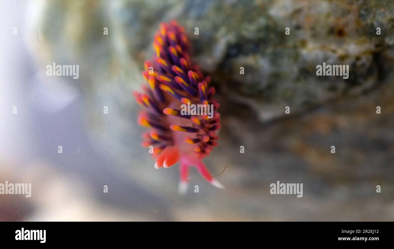 Rainbow Sea Slug nudibranch nella piscina di roccia Falmouth Cornovaglia UK Foto Stock