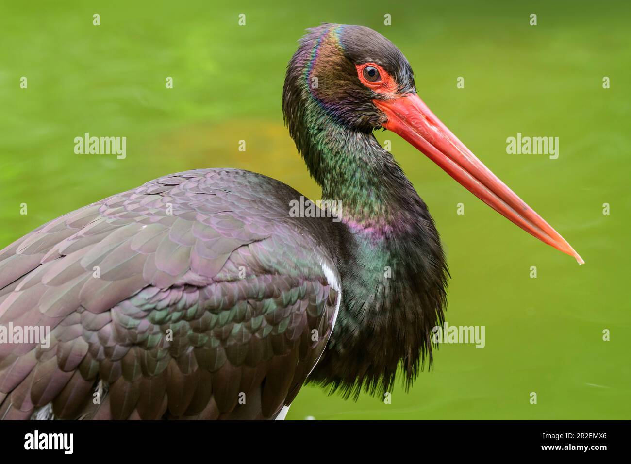 Cicogna nera, Ciconia nigra, Parco Nazionale della Foresta Bavarese, Foresta Bavarese, bassa Baviera, Baviera, Germania Foto Stock