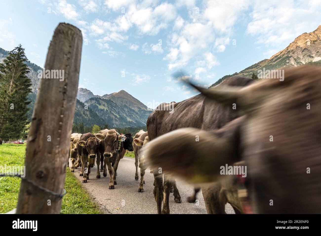 Mucche con campane corrono nella mandria su strade boscose in montagna. Germania, Baviera, Oberallgäu, Oberstdorf Foto Stock