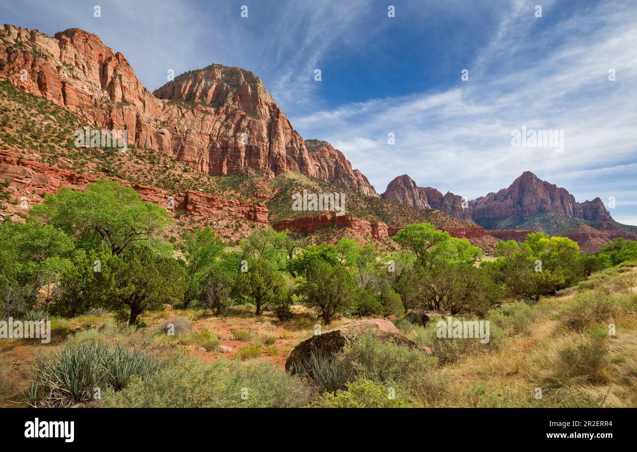 Montagne rosse con vegetazione verde nel Parco Nazionale di Zion, USA Foto Stock