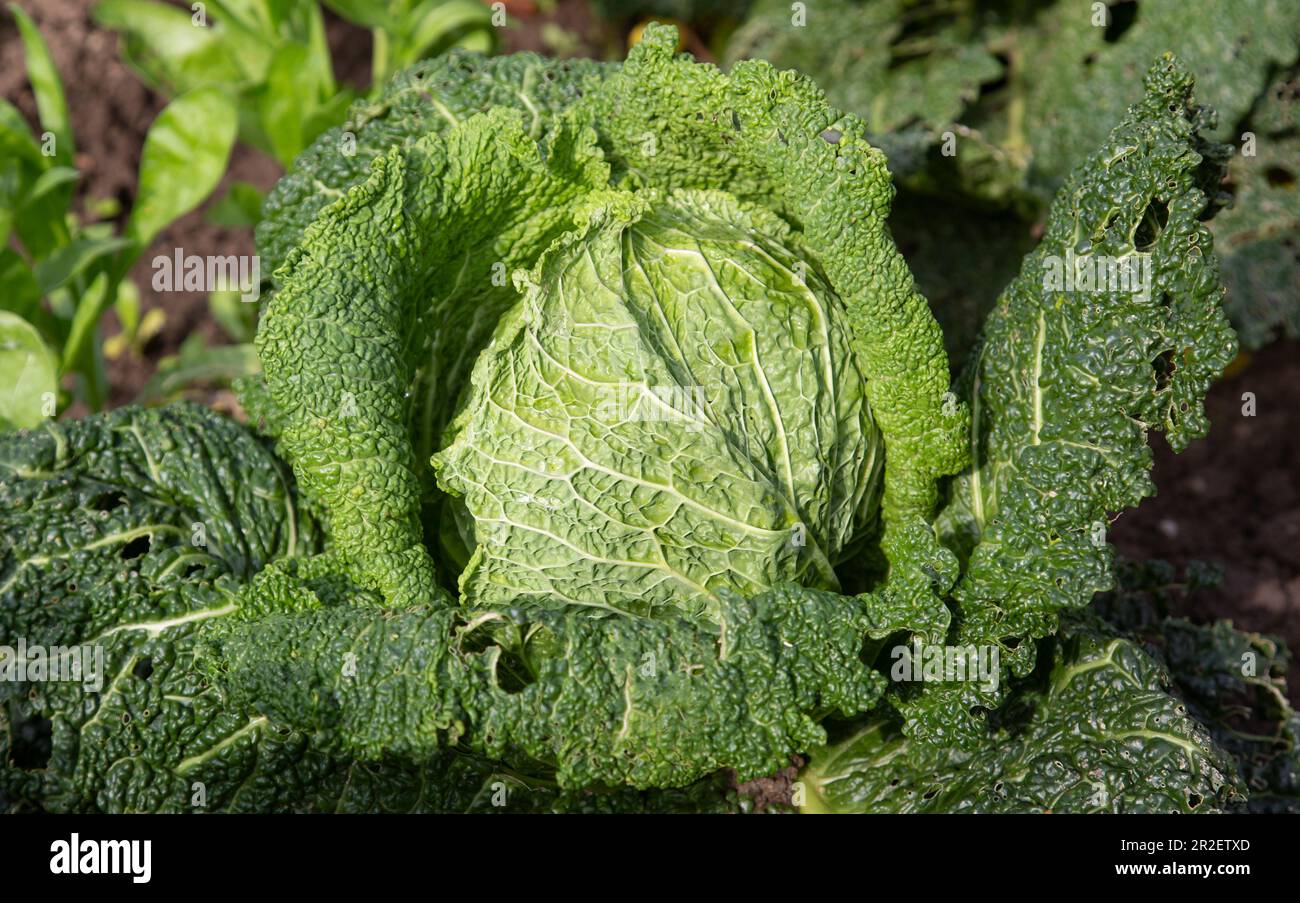 Cavolo (Brassica oleracea) nel letto vegetale Foto Stock