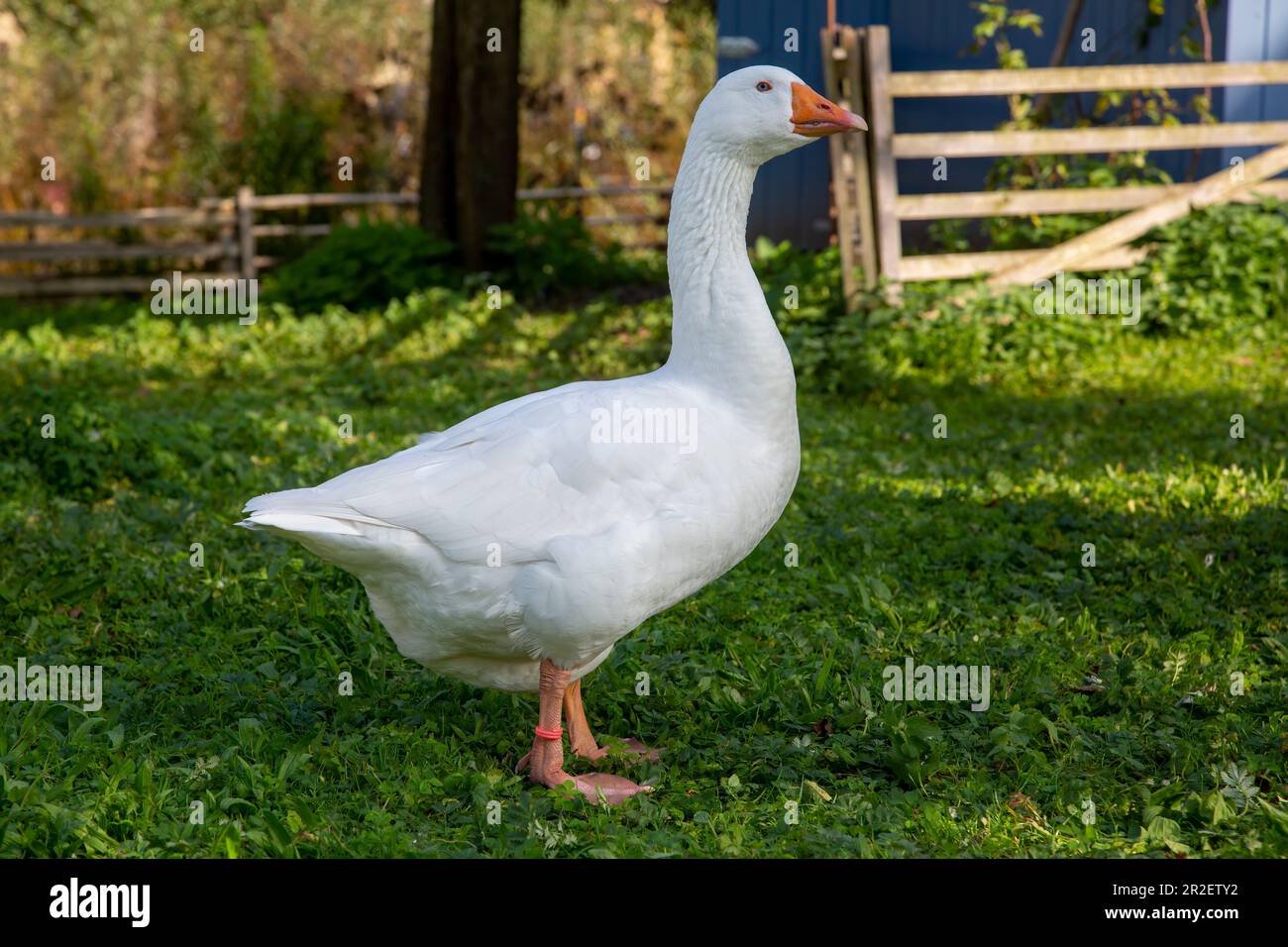 Mance bianche in giardino Foto Stock