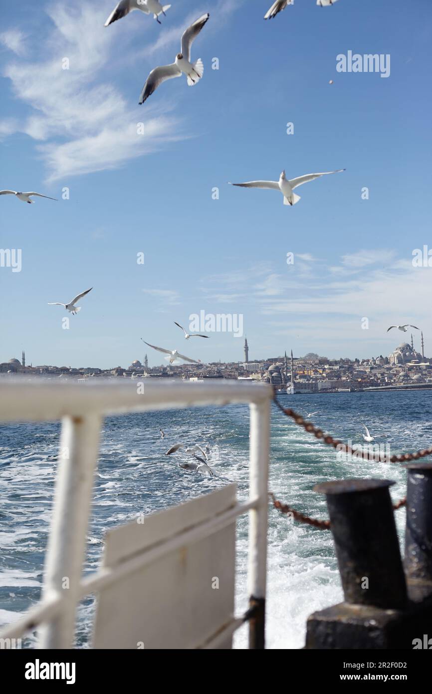 I gabbiani accompagnano il traghetto dalla parte europea alla parte asiatica della città di Istanbul, Turchia Foto Stock