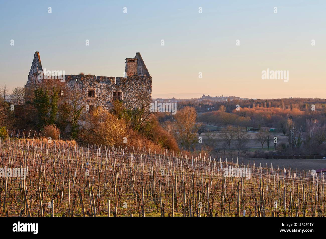 Vista sul castello (Neues Schlo ?, Schwendi - Schlo?) Da Burkheim e vigneti, sullo sfondo Breisach, Burkheim, Kaiserstuhl, Baden-W? Rttempe Foto Stock