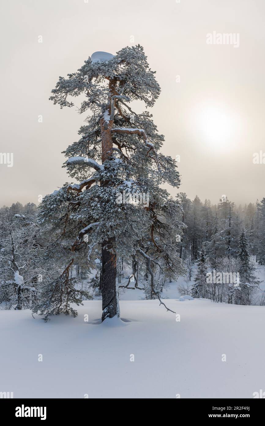 La nebbia svanisce nel Parco Nazionale di Pyhä-Luosto, Finlandia Foto Stock