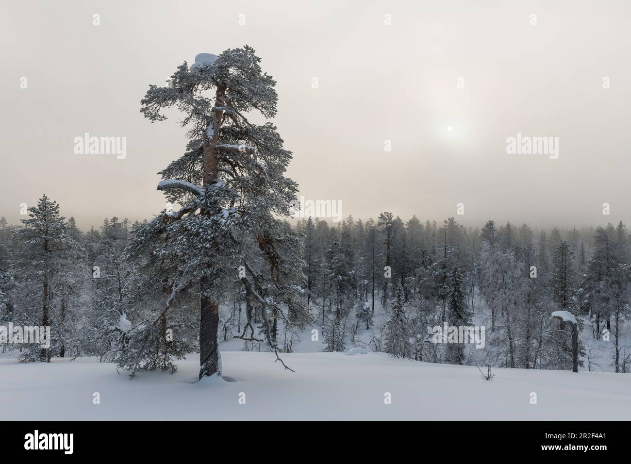 La nebbia svanisce nel Parco Nazionale di Pyhä-Luosto, Finlandia Foto Stock