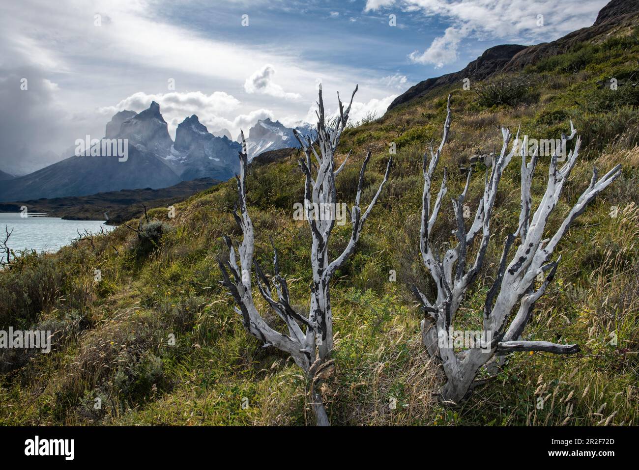Tronchi di scheletro testimoniano il fuoco che ha spazzato queste pendici alcuni anni fa, con le "torri" iconografiche della catena montuosa Foto Stock