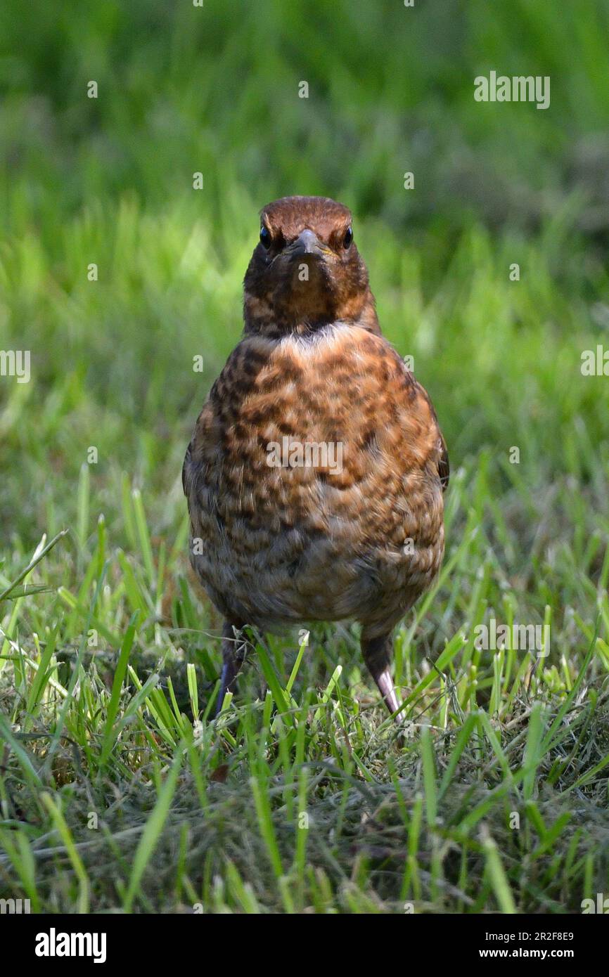 Femmina di uccello nero comune nell'erba Foto Stock