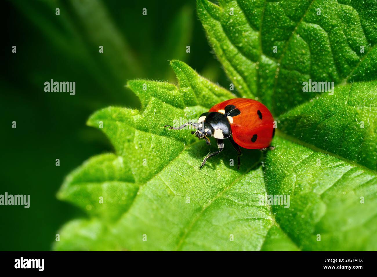 Ladybug su una foglia verde con bordo seghettato Foto Stock