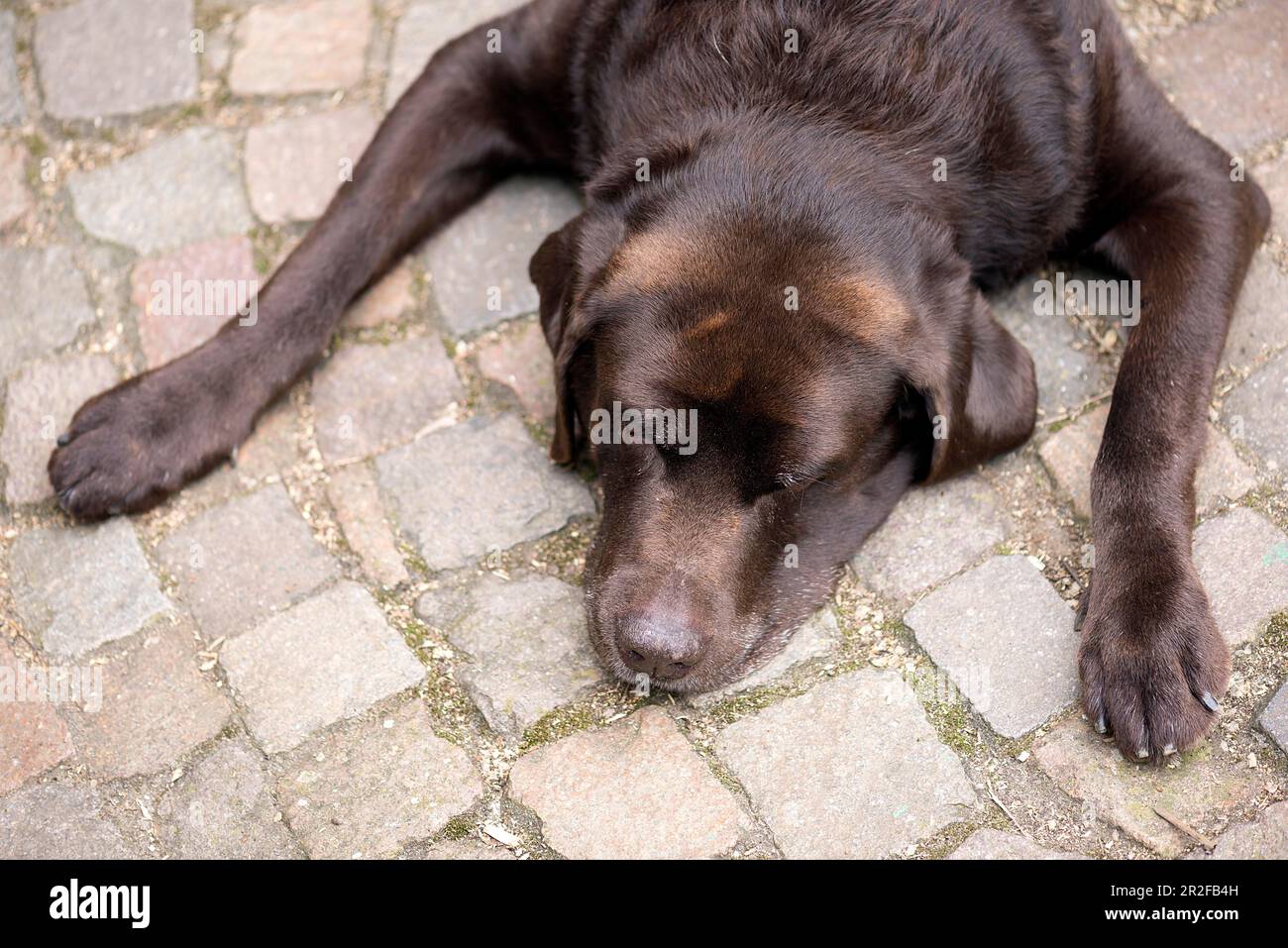 Dormire Labrador, Baden-Wuerttemberg, Germania Foto Stock