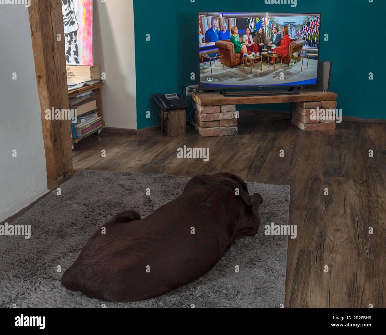 Labrador guardando la televisione, Baden-Wuerttemberg, Germania Foto Stock