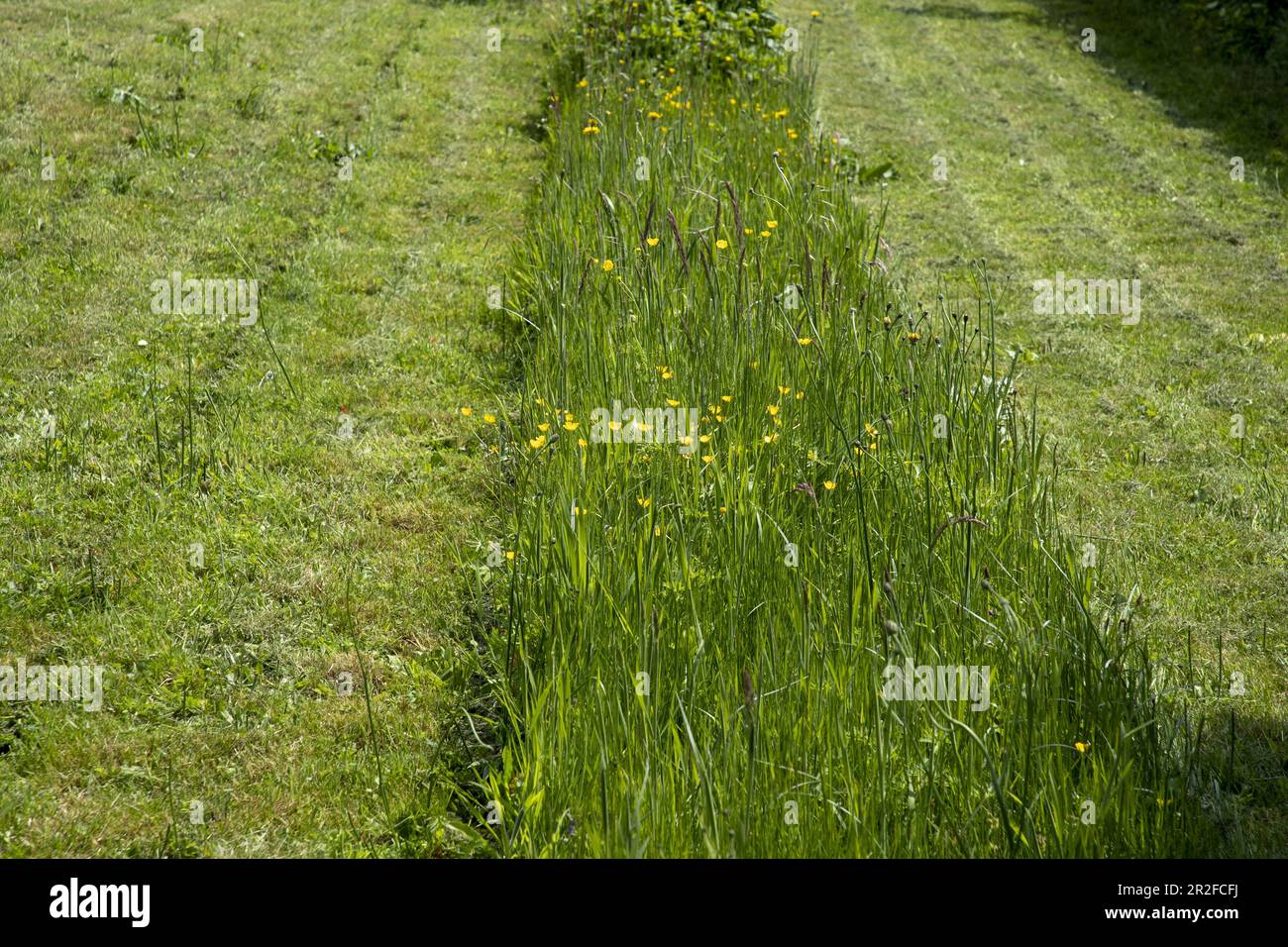 Lierde, Belgio. 19th maggio, 2023. La figura mostra un prato erboso a Lierde venerdì 19 maggio 2023. La campagna 'Maai Mei niet - en mai, tonnellate a l'arret' (No Mow May) invita a non falciare il prato in maggio per dare alle piante in erba la possibilità di fiorire. FOTO DI BELGA NICOLAS MAETERLINCK Credit: Belga News Agency/Alamy Live News Foto Stock