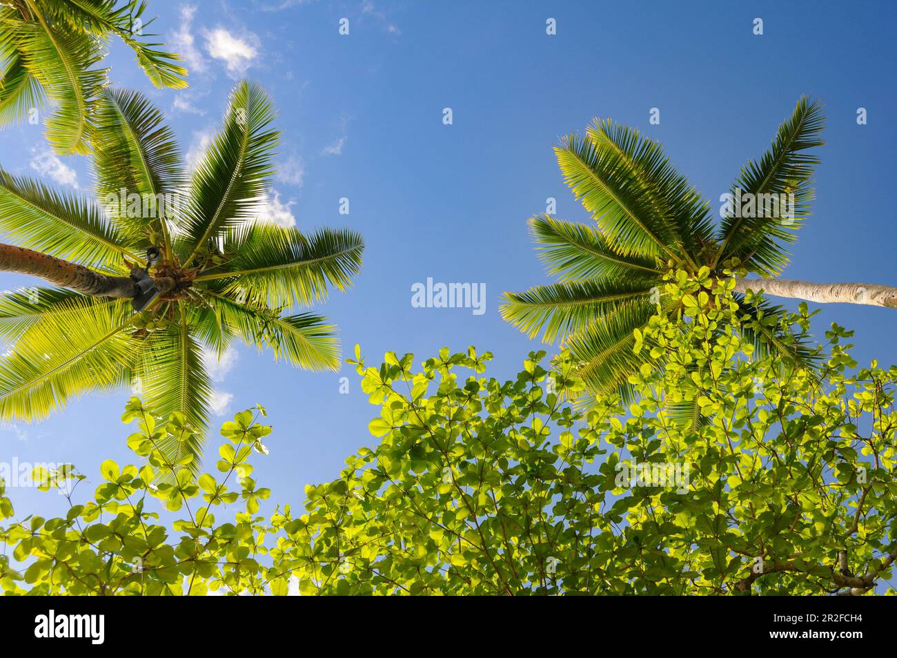 Vista da una sedia a sdraio al cielo con palme e piante tropicali, Isole Fiji Foto Stock