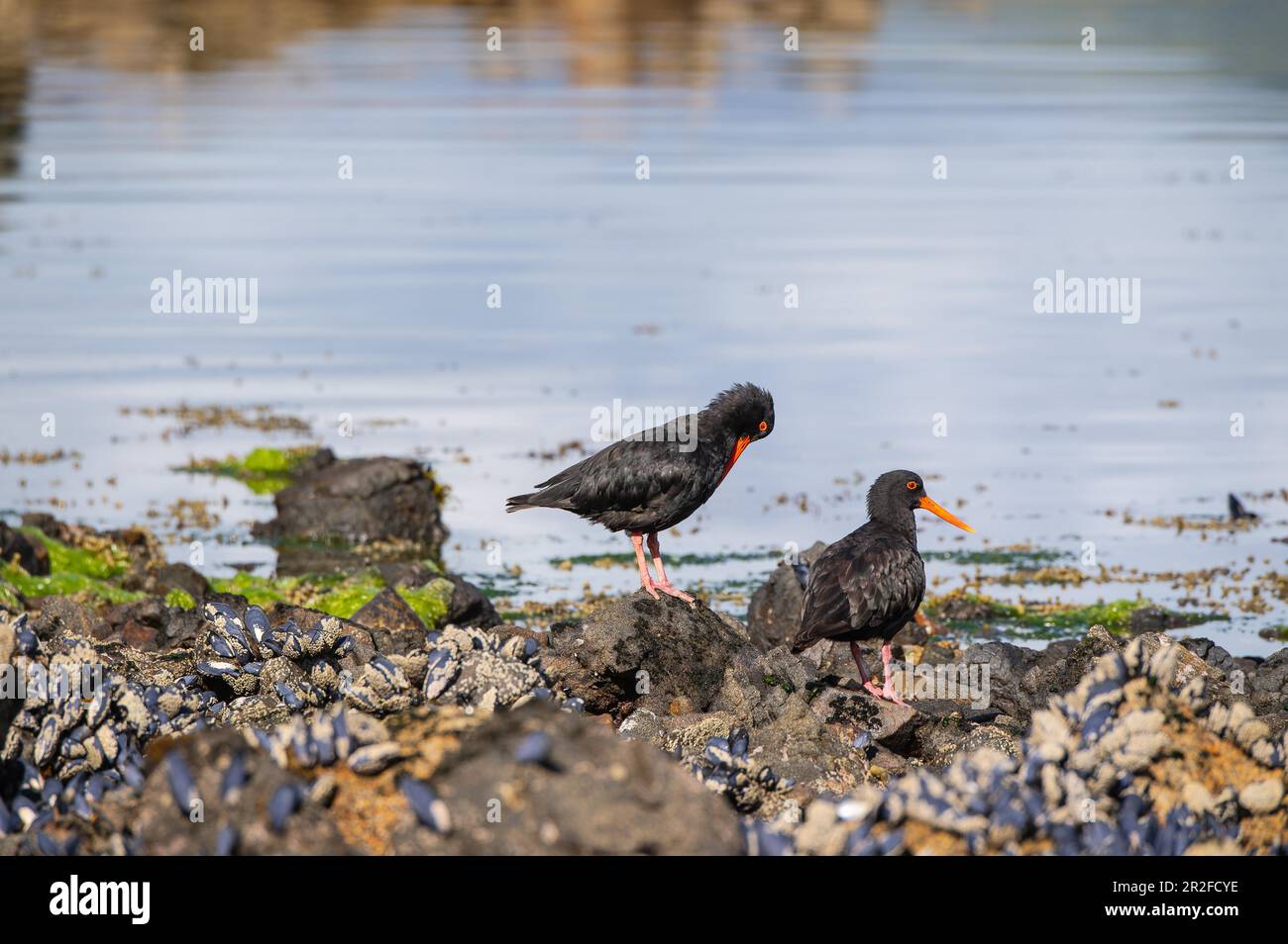 Ostercatcher variabile (Haematopus unicolor), Boulder Beach, Ulva Island, South Island, Nuova Zelanda Foto Stock