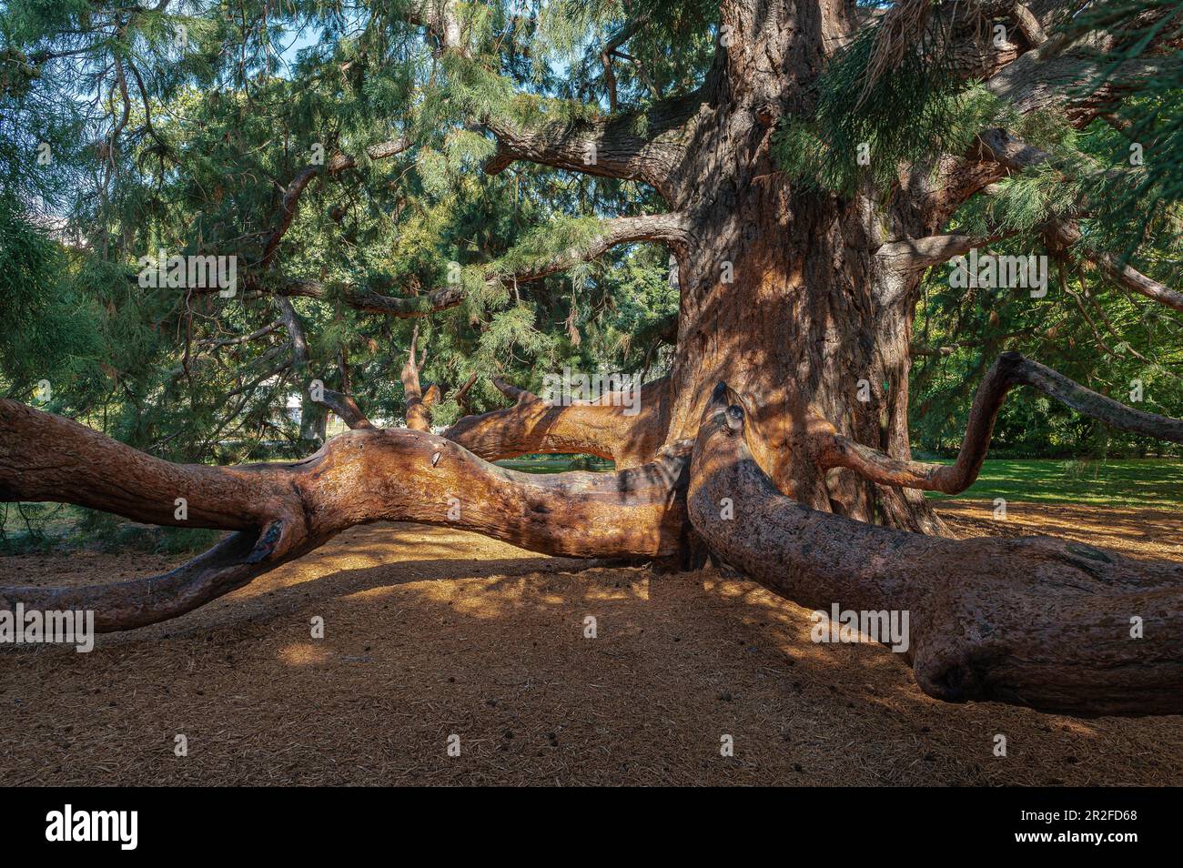 Sequoia gigante (Sequoiadendron giganteum), sequoia, Christchurch, South Island, Nuova Zelanda Foto Stock
