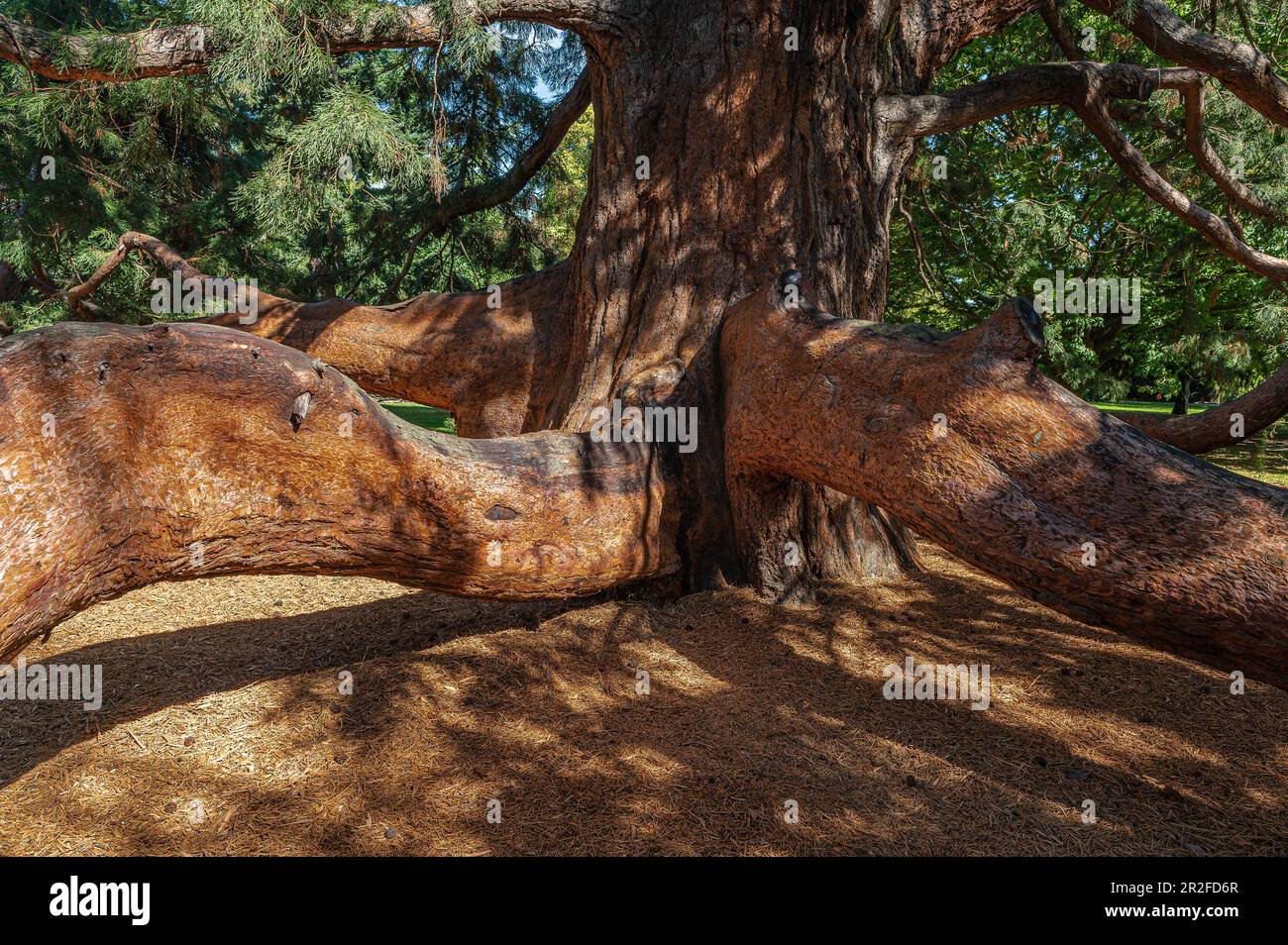 Sequoia gigante (Sequoiadendron giganteum), sequoia, Christchurch, South Island, Nuova Zelanda Foto Stock