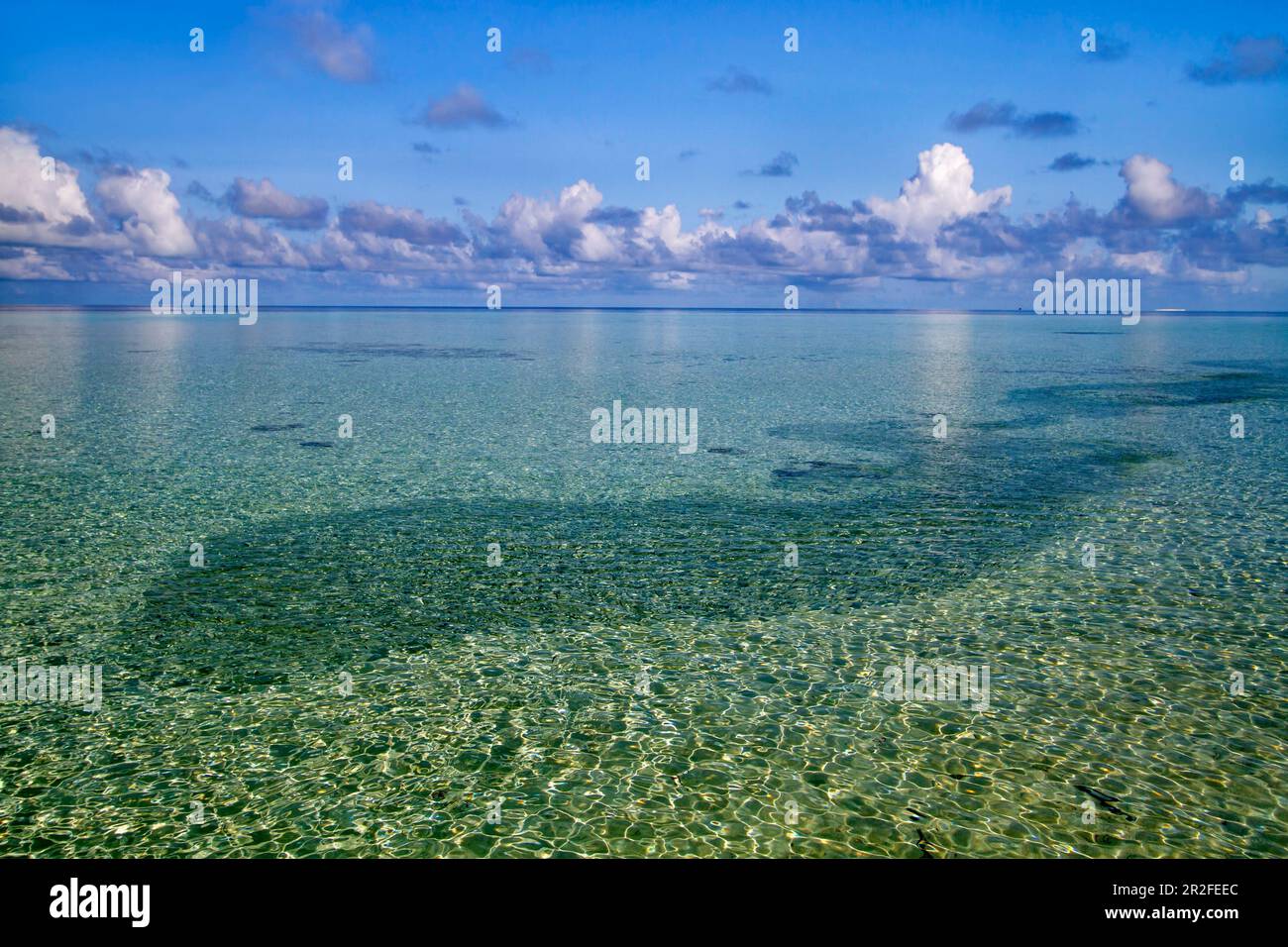 Scuole di pesci nel mare cristallino sull'isola di Biyadhoo, Maldive, Oceano Indiano Foto Stock