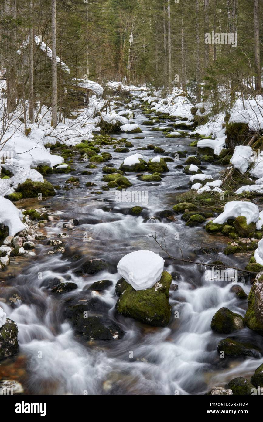 Ruscello invernale del Pießling, alta Austria, Austria. Foto Stock