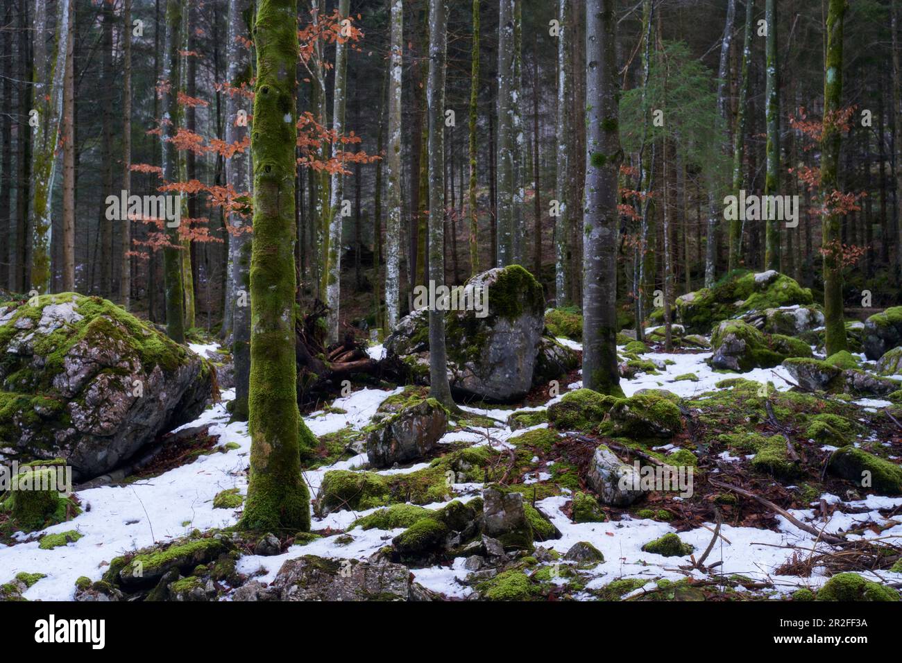 Foresta invernale al Langbathseen vicino Ebensee, Austria superiore, Austria. Foto Stock