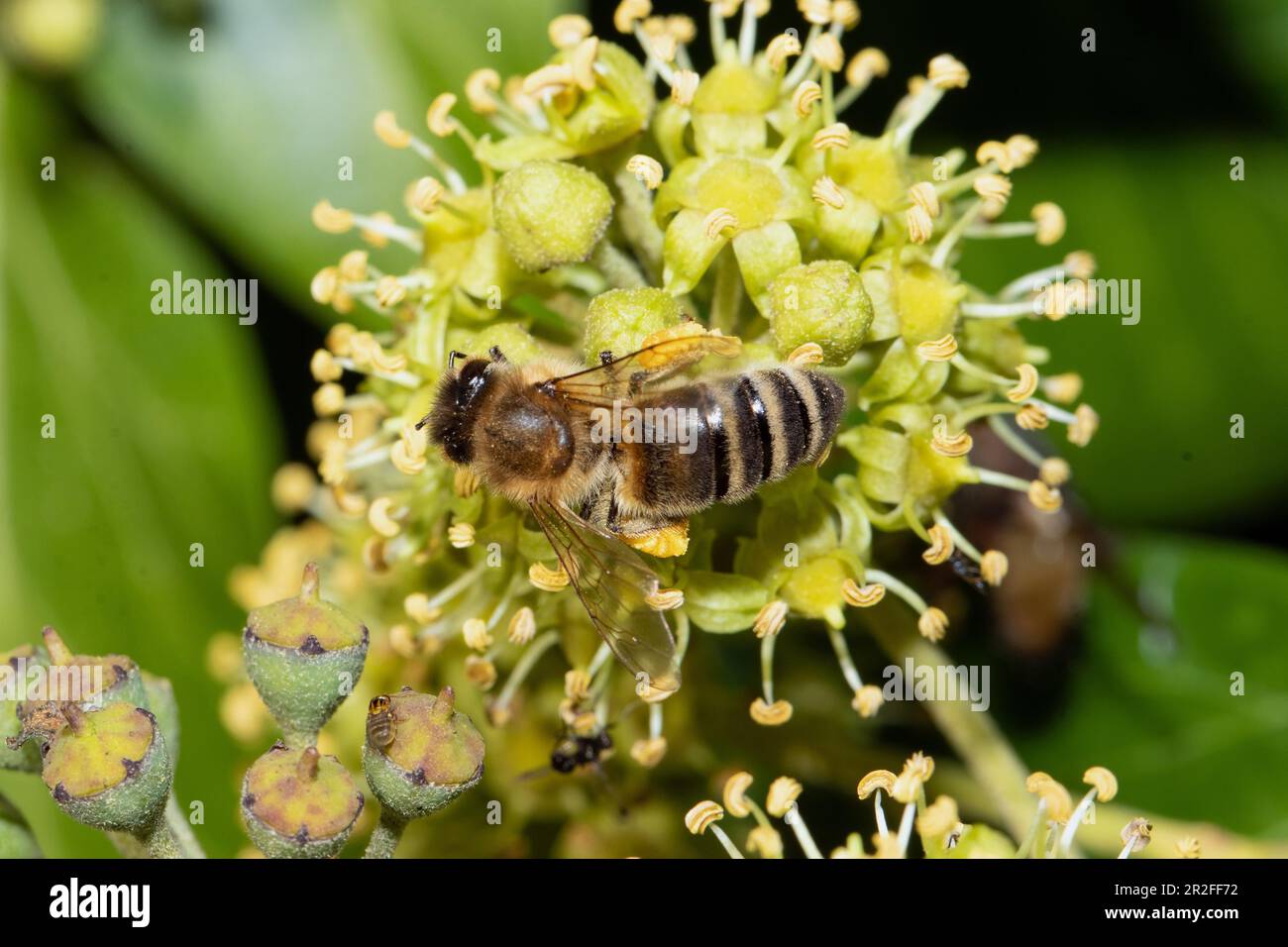 L'ape setosa dell'Ivy con le ali aperte che si siedono sui fiori dell'ivy che osservano a sinistra Foto Stock