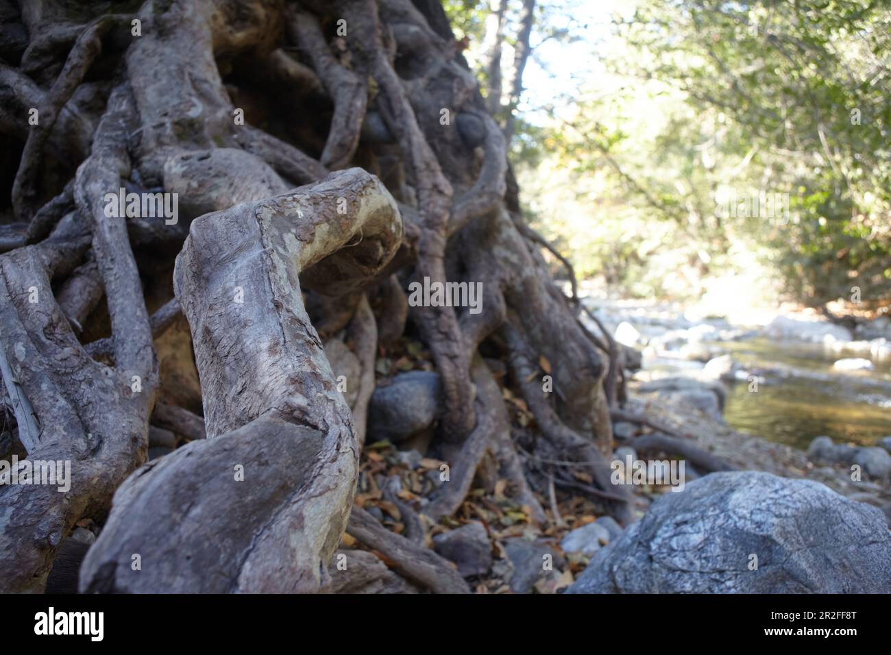 Alberi radici sul fiume Big sur nel Pfeiffer Big sur state Park, California, USA. Foto Stock