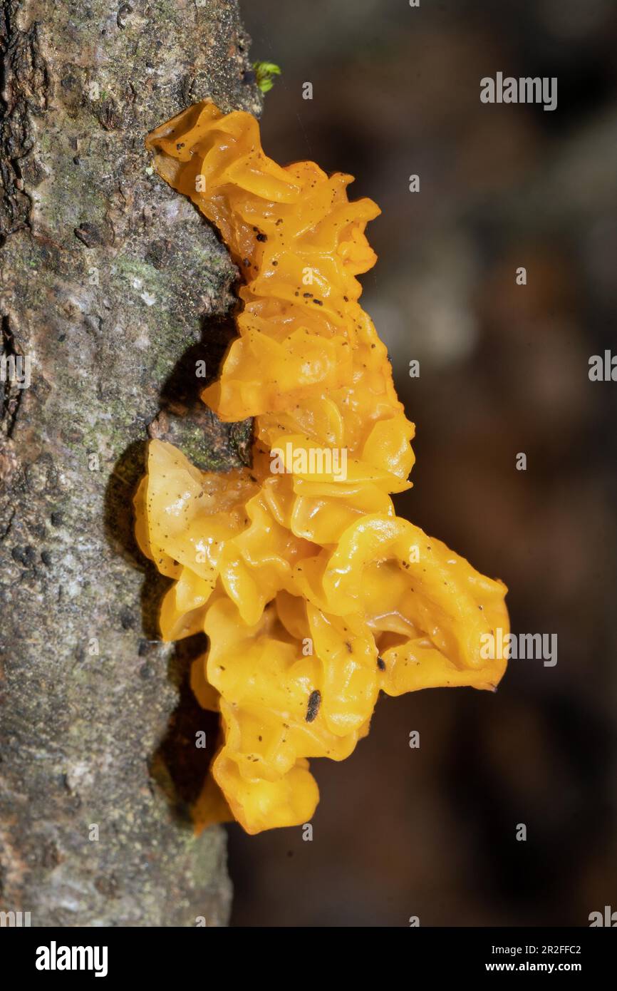 Giallo dorato tremante giallastro gelatinoso corpo fruttifero sul tronco dell'albero Foto Stock