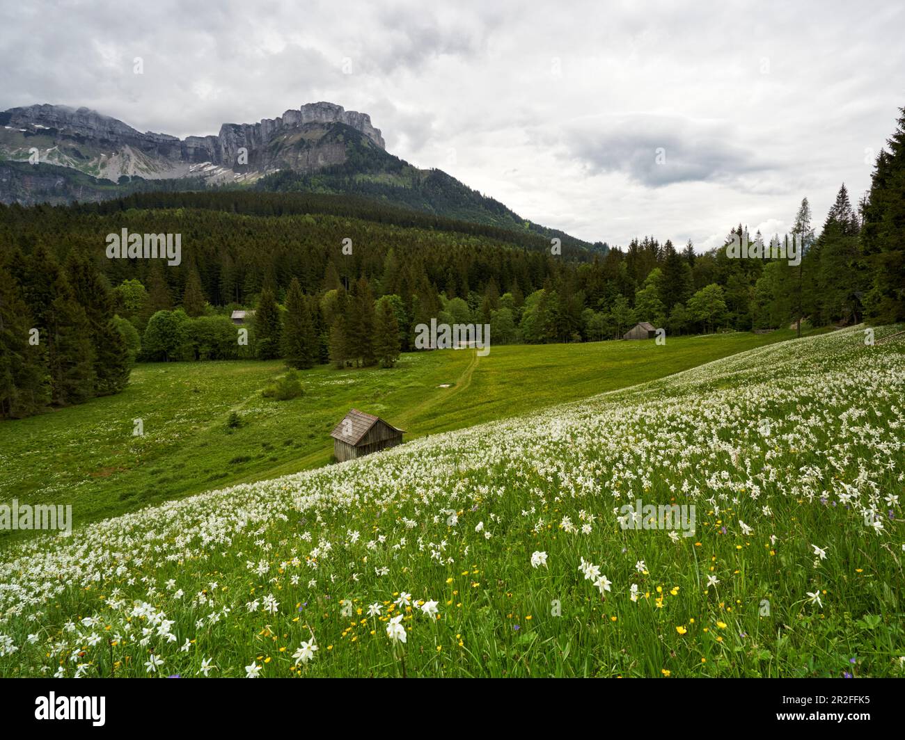 Prato di Narcissus al Bala-Alm, Stiria, Austria. Foto Stock